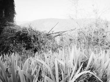 Original Contemporary Nature Photography by Mary-Anne Goodman