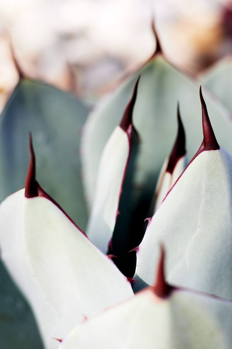 Original Fine Art Abstract Photography by Jb Lacroix