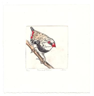 Original Illustration Animal Printmaking by Lydie Paton