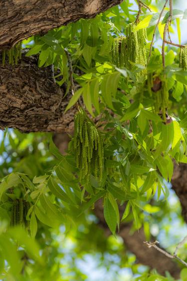 Original Fine Art Nature Photography by Scott Weaver