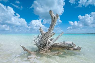 Original Realism Tree Photography by Christopher William Adach