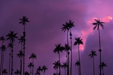 Original Minimalism Tree Photography by Christopher William Adach