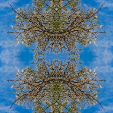 Original Abstract Tree Photography by Christopher William Adach