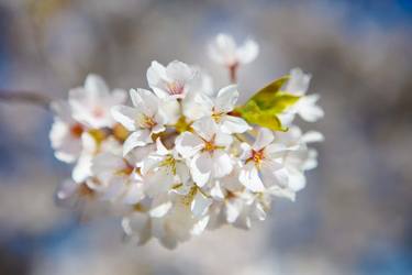 Original Photorealism Nature Photography by Robert Wojtowicz