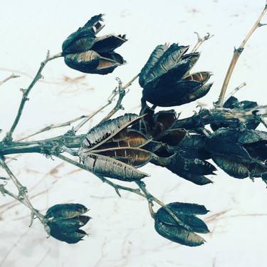 Original Fine Art Nature Photography by Patricia Hussey