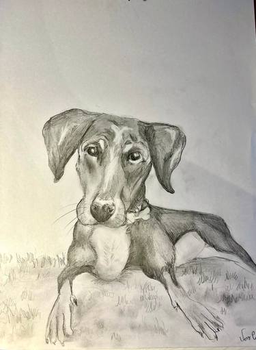 Original Realism Animal Drawing by Maria Veronica  Lezama
