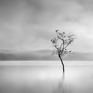 Original Fine Art Tree Photography by George Digalakis
