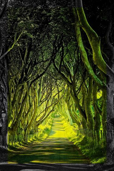 Original Impressionism Tree Photography by John Fitzgerald Owens