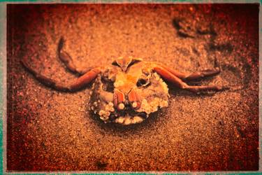 Original Conceptual Fish Photography by John Fitzgerald Owens