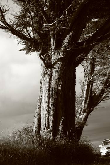 Print of Figurative Tree Photography by Isabelle Duret