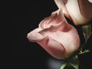 Original Digital Art Botanic Photography by Renee Novelle