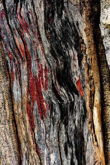 Print of Abstract Tree Photography by Mgs Art
