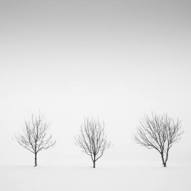 Print of Abstract Tree Photography by Francesco Libassi