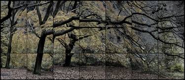 Original Expressionism Tree Photography by Keith Hammond