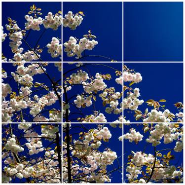 Original Fine Art Tree Photography by Keith Hammond