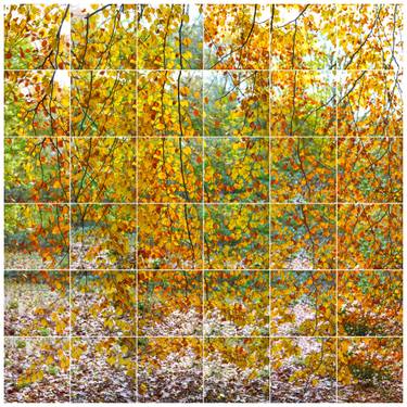 Original Fine Art Tree Photography by Keith Hammond