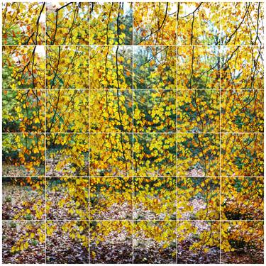 Original Fine Art Tree Photography by Keith Hammond