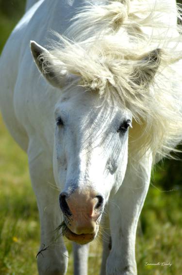 Original Fine Art Animal Photography by Emmanuelle Baudry