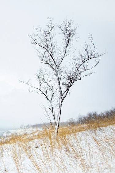 Print of Documentary Tree Photography by Vitali Pikalevsky