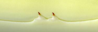 Original Art Deco Nature Photography by Tomy Ceballos