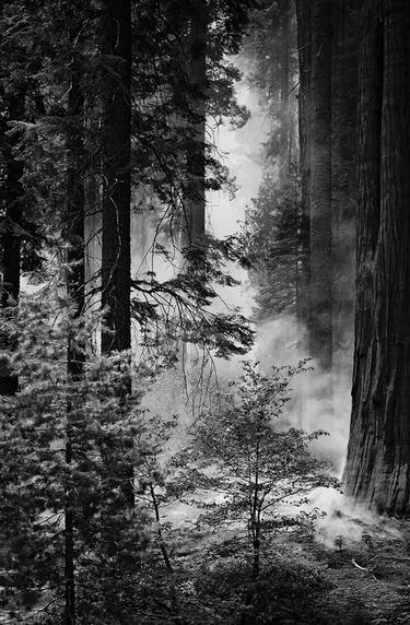 Original Figurative Tree Photography by Mara Zaslove