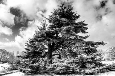 Print of Abstract Tree Photography by Hulki Okan Tabak