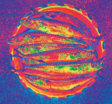 Original Contemporary Fish Photography by Stephen Parker
