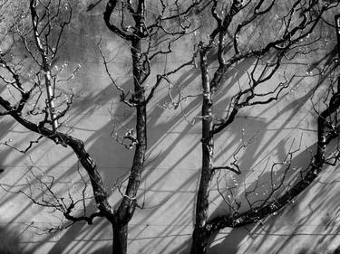 Original Fine Art Tree Photography by Kristina Nikolova