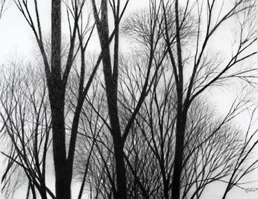 Original Figurative Tree Drawings by Christopher Elliot