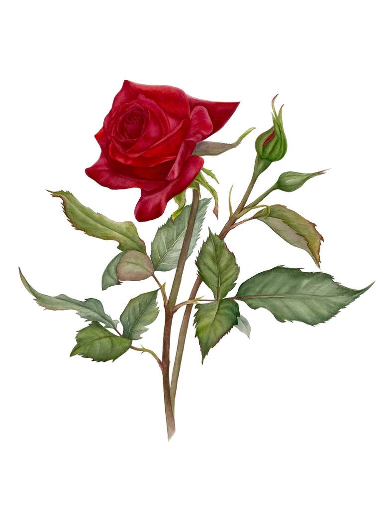 Print of Photorealism Botanic Paintings by Anna Lyashenko