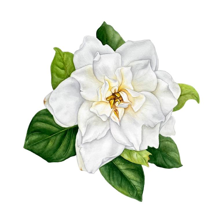 White Gardenia Painting by Anna Lyashenko | Saatchi Art