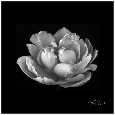 Original Fine Art Floral Photography by Theresa Sarjeant