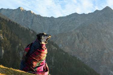 Original Documentary Animal Photography by Shrikanth Poojari