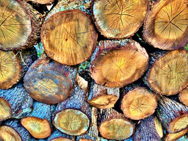 Original Photorealism Tree Photography by Džozef Bosch