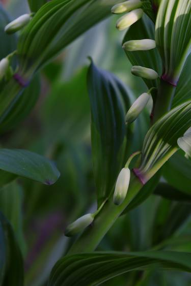 Original Contemporary Floral Photography by D Lynne Willett