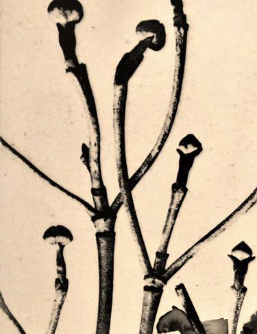 Original Fine Art Nature Printmaking by Doris Schmitz