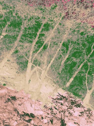 Print of Conceptual Tree Photography by Fanitsa Petrou
