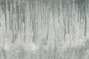 Original Abstract Tree Photography by Jan Walczewski