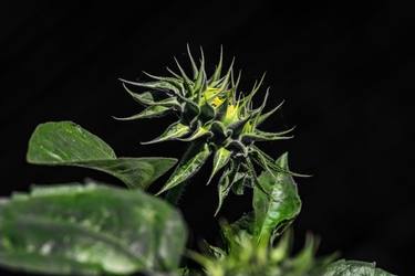 Original Fine Art Botanic Photography by Petras Paulauskas