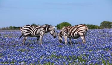 Original Fine Art Animal Photography by Ziesook You