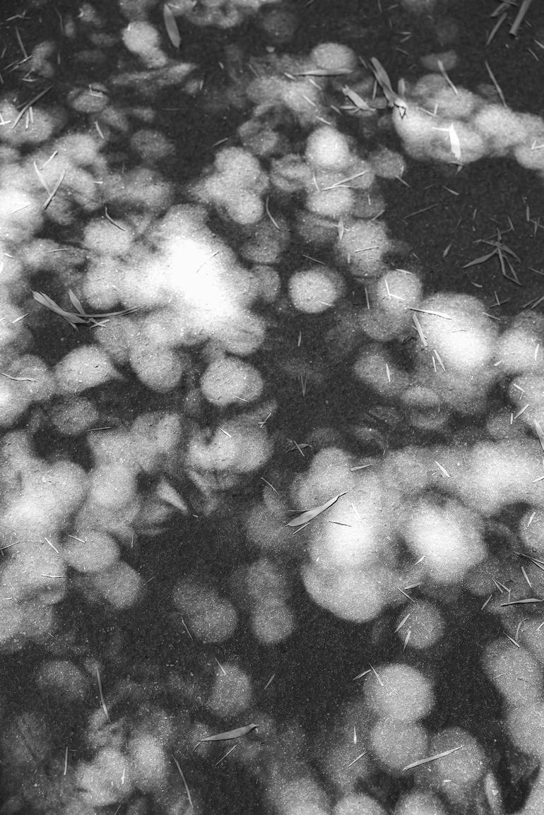 Original Black & White Botanic Photography by Ziesook You