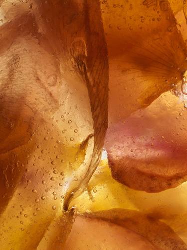 Original Fine Art Floral Photography by Andrea Zvadova