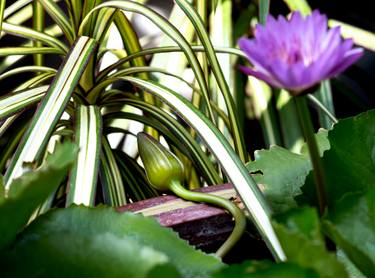 Original Abstract Botanic Photography by Emme Pons