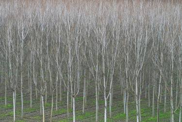 Original Fine Art Tree Photography by Peter Christensen
