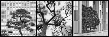 Original Conceptual Tree Photography by Helmut Rueger