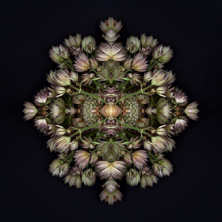 Original Modern Botanic Photography by Erin Derby