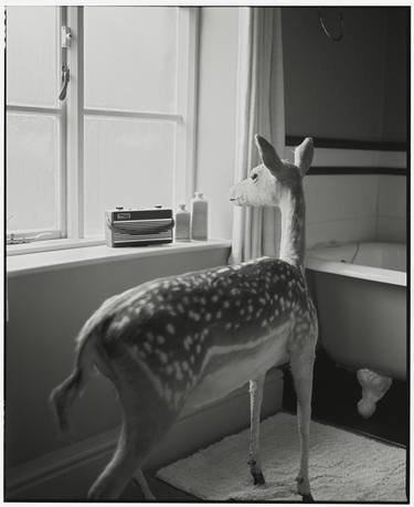 Original Conceptual Animal Photography by Vikram Kushwah