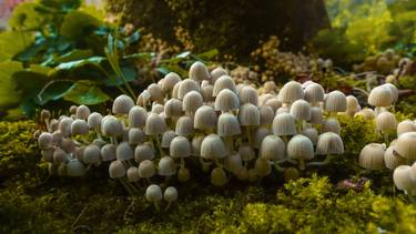 Original Documentary Nature Photography by Henk Visser