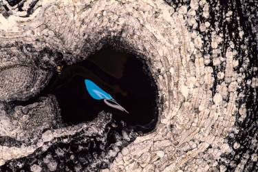 Original Contemporary Abstract Photography by Jd Doria