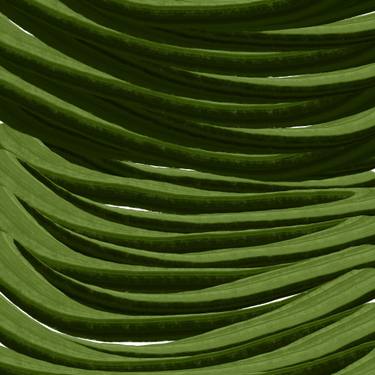 Original Minimalism Botanic Digital by Vafa Majidli